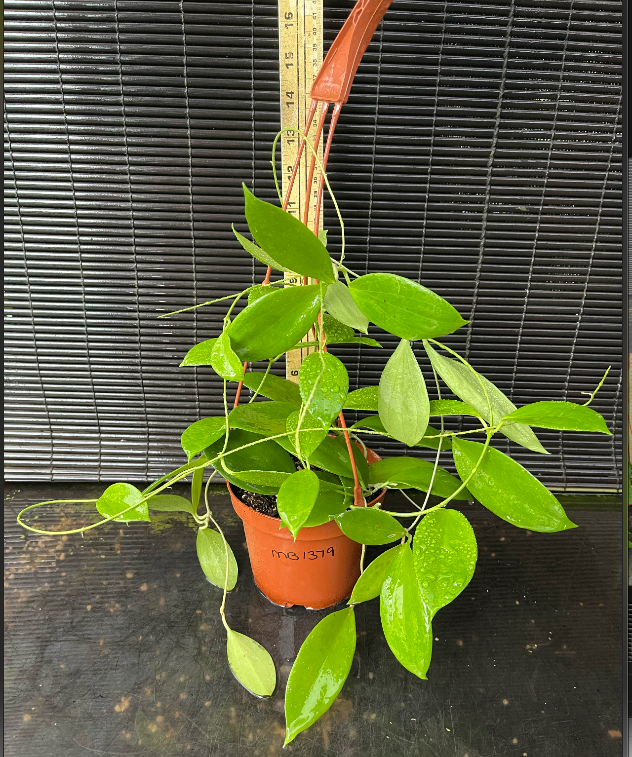 Hoya MB 1379 (nicholsoniae x aldrichii) RARE — Rare Hoya